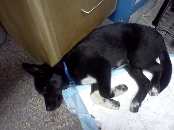 Lets see those puppies that we share with our FHs!