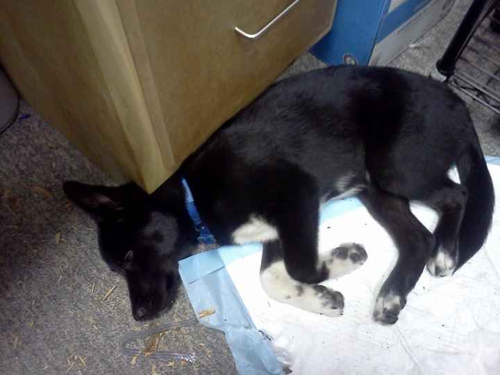 Lets see those puppies that we share with our FHs!