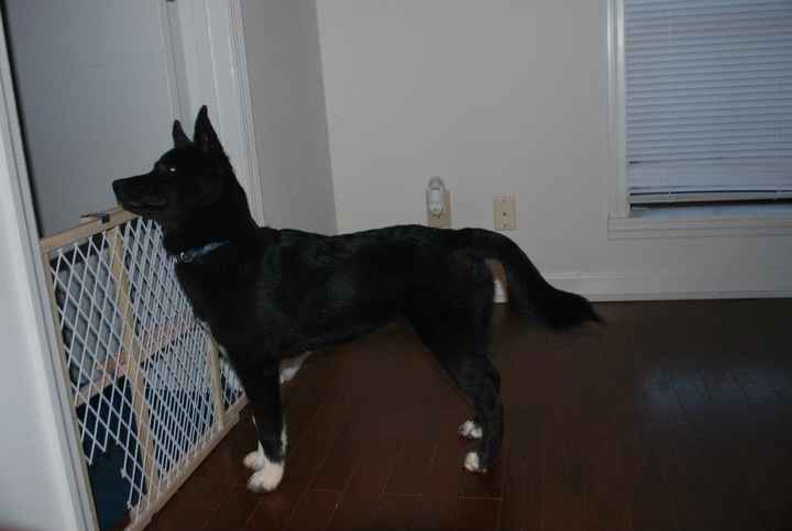 Just for fun, lets see your crazy pet child....