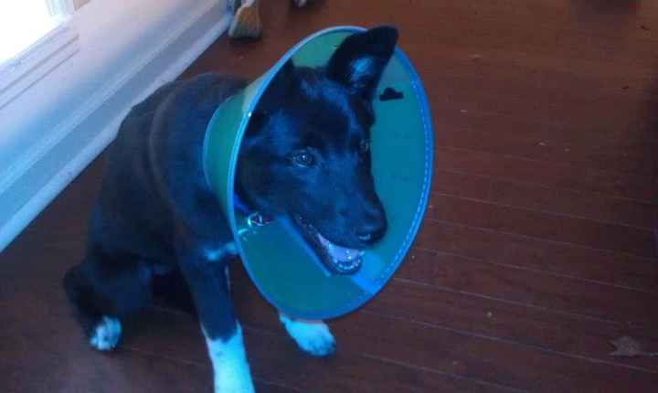 Just for fun, lets see your crazy pet child....