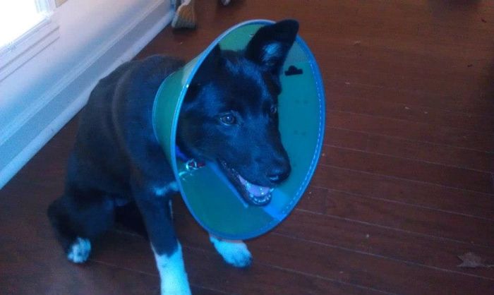 Just for fun, lets see your crazy pet child....