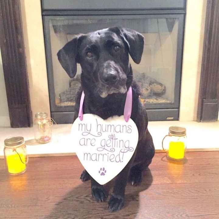 Why do I love my dog so much?