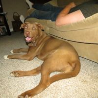 Lets see those puppies that we share with our FHs!