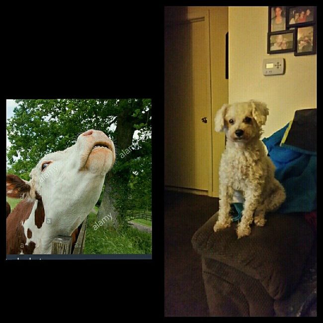 NWR: Pet Owners...Can we play a fun game? :D