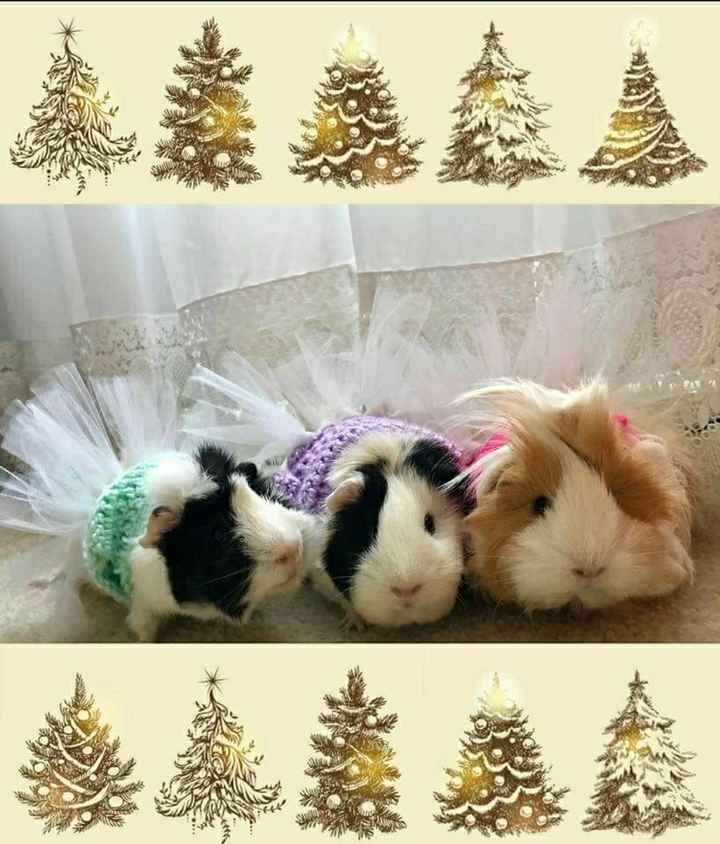 Show me your holiday photos!