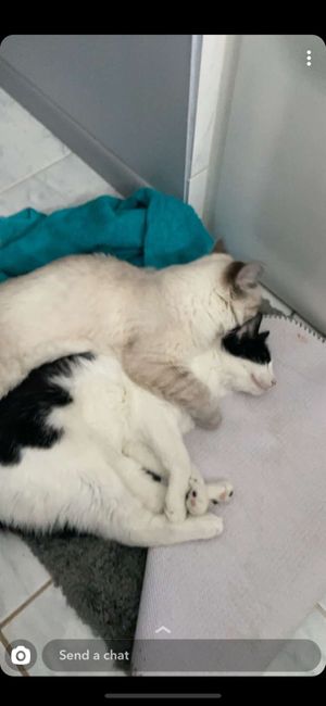 Show me your fur babies you and your SO have together! 4