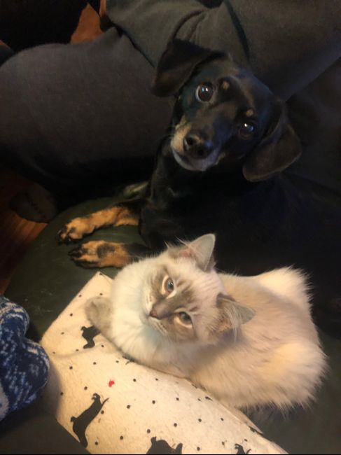 Show me your fur babies you and your SO have together! 5