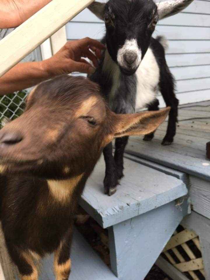 Show me your fur babies!
