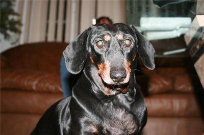 Doxie Mommy Roll Call!