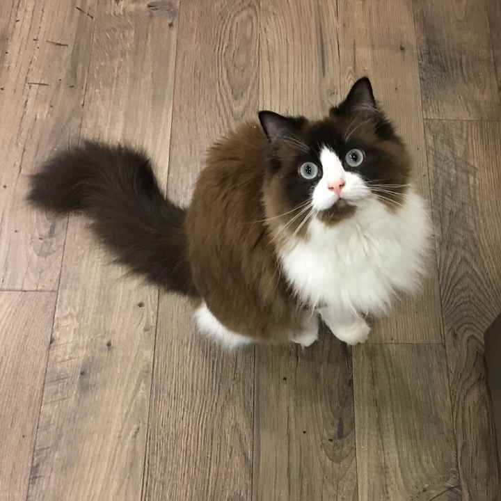 NWR:  Show me your fur babies!