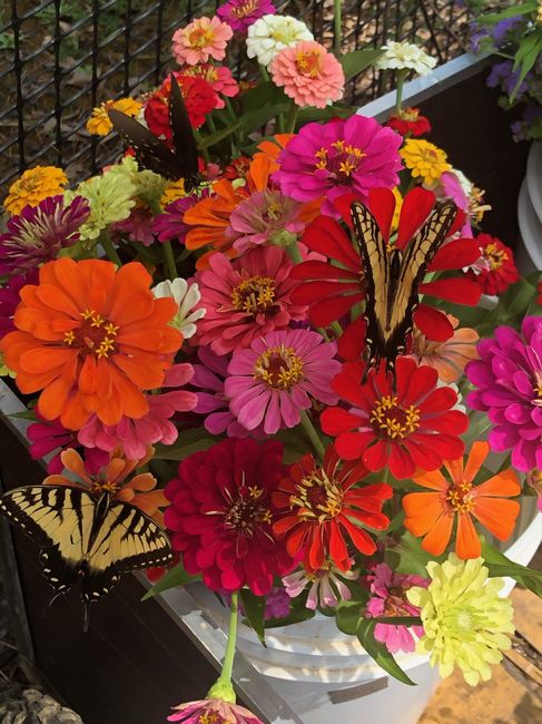Flowers from the Field