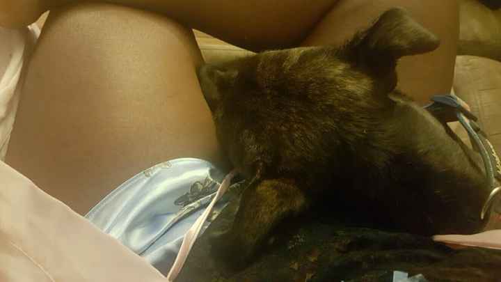 Fur Babies (Give the Best Hugs)