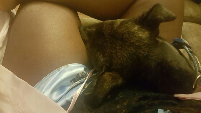 Fur Babies (Give the Best Hugs)