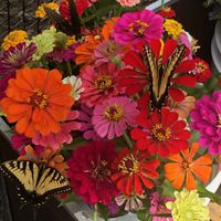 Flowers from the Field