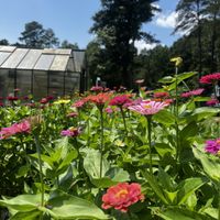 Rainbow Gardens Flowers in the Field