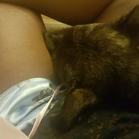 Fur Babies (Give the Best Hugs)