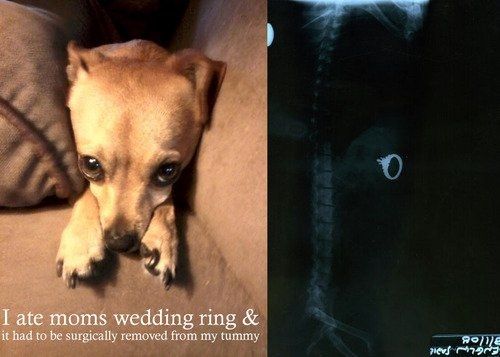 Gee!!!! Dog Shaming!!! LOL