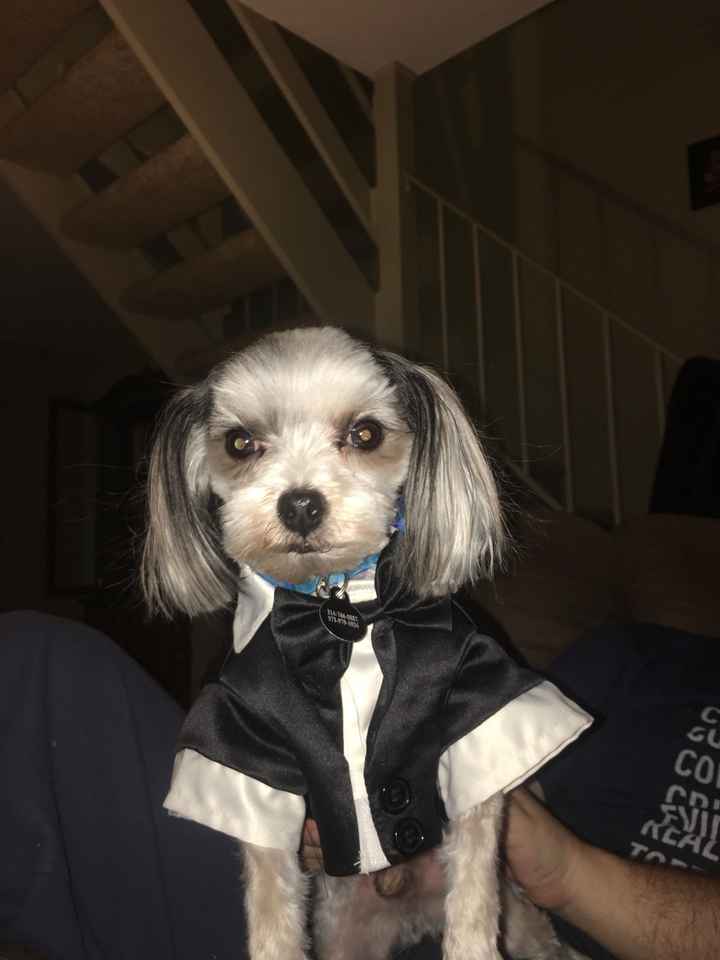 Just excited-my dogs tuxedos came in the mail!