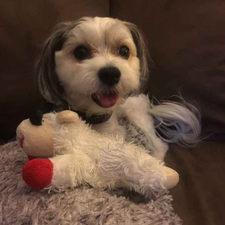 Today is National Pet Day! Let's see those fur babies :)