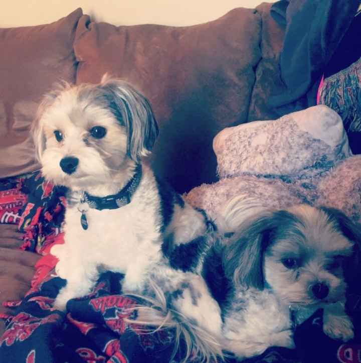 Show me your fur babies!