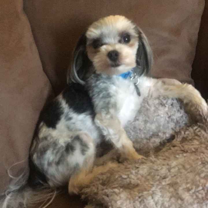 How did your pet "help"?