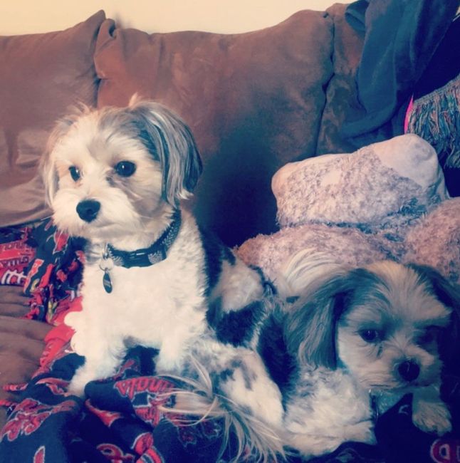Show me your fur babies!