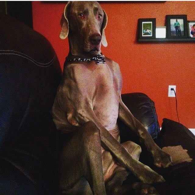 NWR: post pics of your pets!!