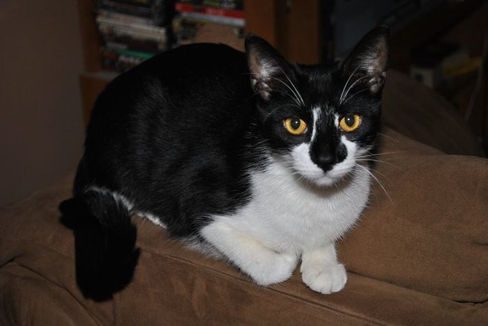 NWR: Lets See Your Fur Babies!