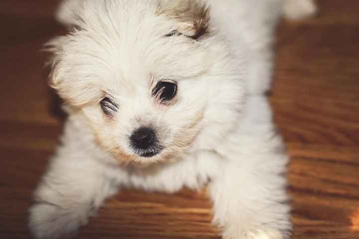 NWR: Pics of your pets :)