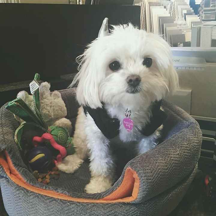 Will you include your pets on your big day!?