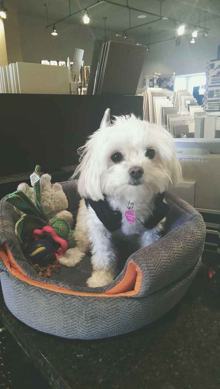 NWR: Lets talk pets.