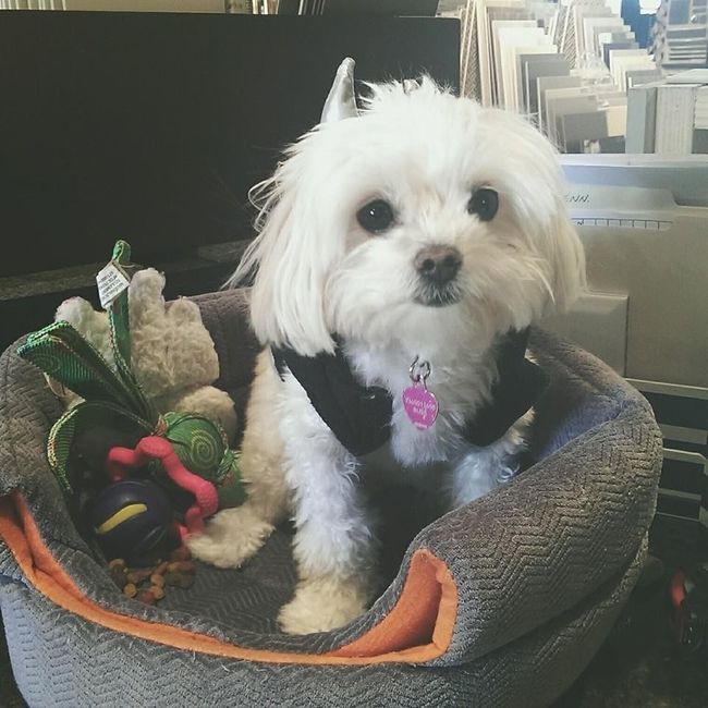 Will you include your pets on your big day!?