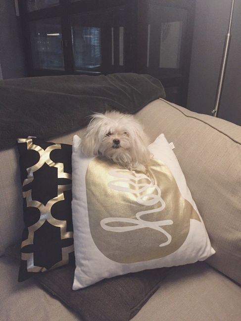 NWR: Show off your furbabies!