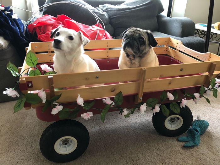 Anyone Having Their Dog At Their Wedding? 6