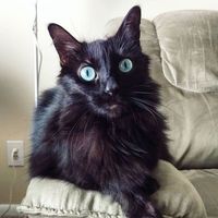 NWR: Tomorrow is National Cat Day!