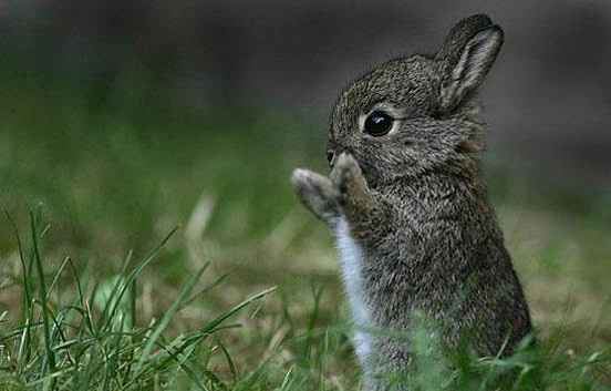 NWR: ALL THE CUTE THINGS!!