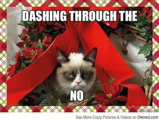NWR: Holiday Cat Time :)