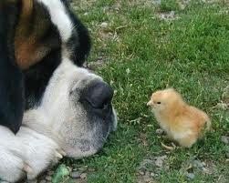 NWR: A little something to make you go awwwwwww!