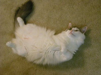 My furbaby: pics of the evil thing included