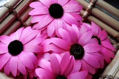 Who wanted to use wooden flowers cuz I found some open blooms! Pic!