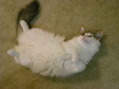 My furbaby: pics of the evil thing included
