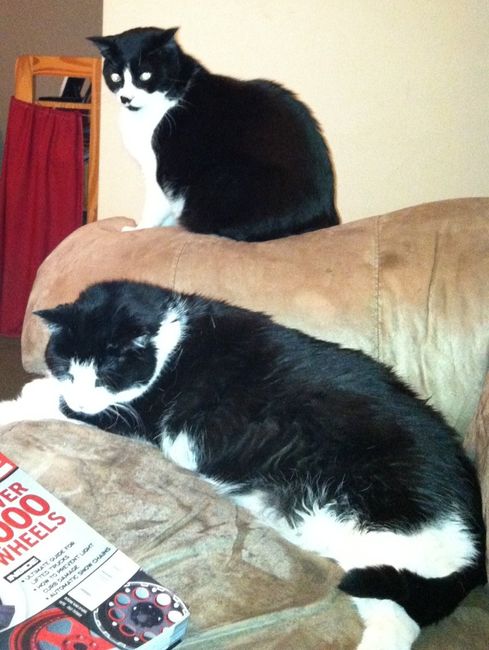 NWR- FH and your pets