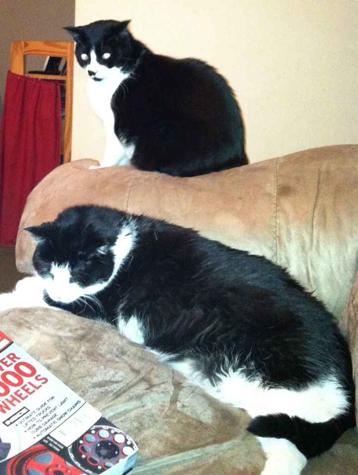 NWR- FH and your pets