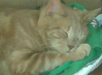 *NWR* Show me your pets/animals! *PICS*