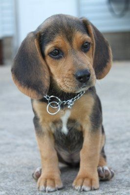 Are you (did you) including your pet/fur-baby in your wedding?