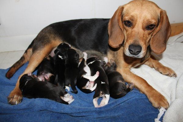 Furbabies (to lighten the mood)