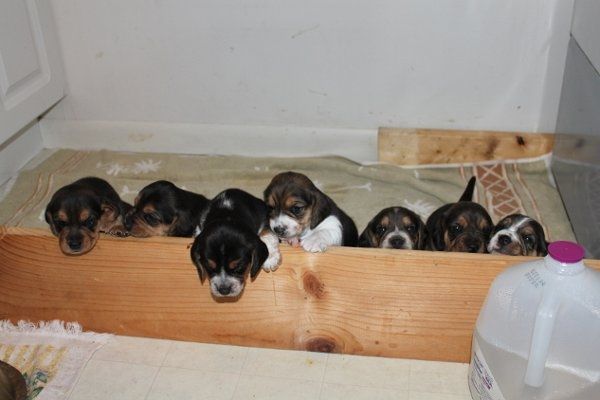 Furbabies (to lighten the mood)