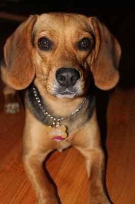 NWR: I want to see your pets!