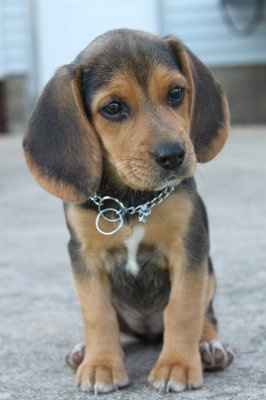 Are you (did you) including your pet/fur-baby in your wedding?