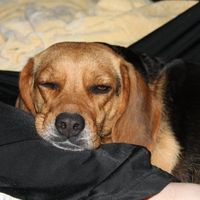My Fur baby is freaking out! (Also let me see your fur babies!)
